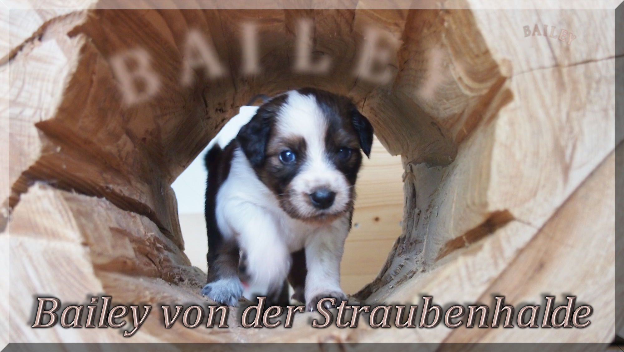 Wäller von der Straubenhalde